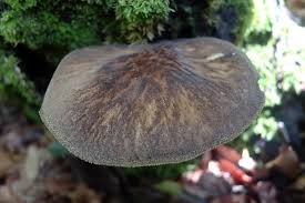 Attēlu rezultāti vaicājumam “Pluteus umbrosus”