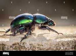 Attēlu rezultāti vaicājumam “Trypocopris vernalis”