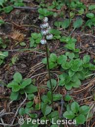 Attēlu rezultāti vaicājumam “Pyrola minor leaf”