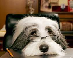 Bearded Collies in the media - or just another Shaggy Dog Movie - face_shaggy_dog
