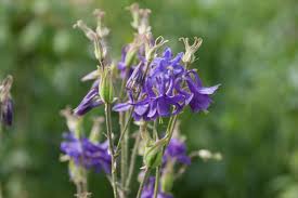 Image result for Akelei