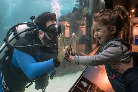 Image result for Dive Crew Scuba Diving