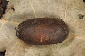 Attēlu rezultāti vaicājumam “Eriogaster lanestris”