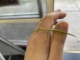 Attēlu rezultāti vaicājumam “Didymium verrucisporum stalked”