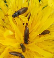 Attēlu rezultāti vaicājumam “Dalopius marginatus”