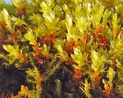 Attēlu rezultāti vaicājumam “Bryum neodamense”