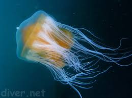 Image result for Phacellophora camtschatica