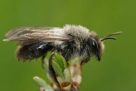 Attēlu rezultāti vaicājumam “Andrena vaga”