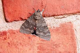 Attēlu rezultāti vaicājumam “Catocala nupta”
