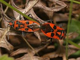 Attēlu rezultāti vaicājumam “Corizus hyoscyami”