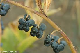 Attēlu rezultāti vaicājumam “Polygonatum multiflorum  fruit”