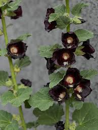 Attēlu rezultāti vaicājumam “Alcea rosea leaf”