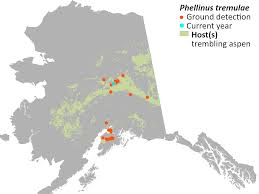 Attēlu rezultāti vaicājumam “Phellinus tremulae”