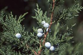 Attēlu rezultāti vaicājumam “Juniperus chinensis”