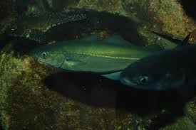 Image result for Pollachius virens