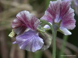 Image result for Lathyrus odoratus