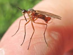 Attēlu rezultāti vaicājumam “Empis sp.”