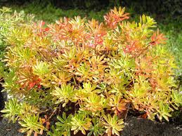 Attēlu rezultāti vaicājumam “Rhododendron sichotense flower”