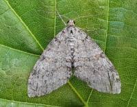 Attēlu rezultāti vaicājumam “Trichopteryx carpinata”