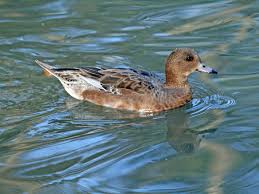 Attēlu rezultāti vaicājumam “Anas penelope”