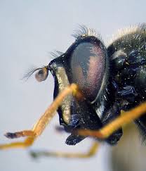 Attēlu rezultāti vaicājumam “Sericomyia lappona”