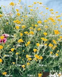 Image result for Helichrysum subulifolium