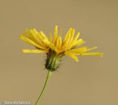 Attēlu rezultāti vaicājumam “Crepis paludosa leaf”
