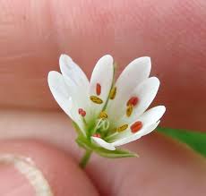 Attēlu rezultāti vaicājumam “Oenothera rubricauli flower”