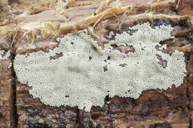 Attēlu rezultāti vaicājumam “Trichia scabra”