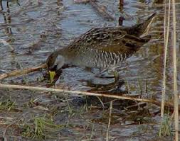 Image result for Porzana carolina