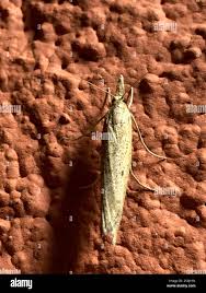 Attēlu rezultāti vaicājumam “Pediasia contaminella”