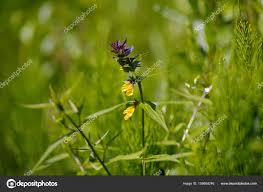 Attēlu rezultāti vaicājumam “Melampyrum nemorosum”