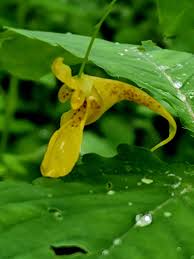 Attēlu rezultāti vaicājumam “Impatiens noli-tangere leaf”
