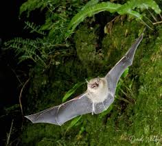 Attēlu rezultāti vaicājumam “Myotis sp.”