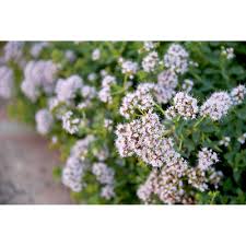 Attēlu rezultāti vaicājumam “Origanum majorana”