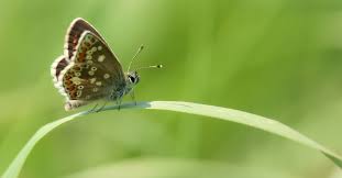 Attēlu rezultāti vaicājumam “Aricia artaxerxes”