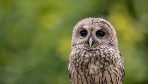 Attēlu rezultāti vaicājumam “Strix aluco juvenile”