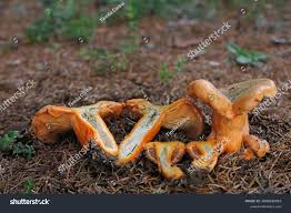 Attēlu rezultāti vaicājumam “Lactarius deterrimus”