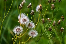 Attēlu rezultāti vaicājumam “Crepis biennis”