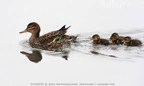 Attēlu rezultāti vaicājumam “Anas crecca”