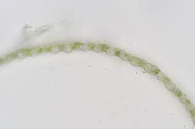 Attēlu rezultāti vaicājumam “Sphagnum flexuosum”