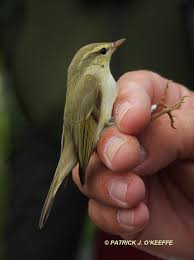 Attēlu rezultāti vaicājumam “Phylloscopus trochiloides”