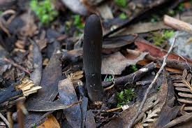 Attēlu rezultāti vaicājumam “Cordyceps stylophora”