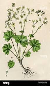 Image result for Frauenmantel