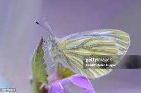 Attēlu rezultāti vaicājumam “Pieris napi”