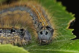 Attēlu rezultāti vaicājumam “Malacosoma neustria larva”