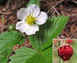 Attēlu rezultāti vaicājumam “Fragaria vesca flower”