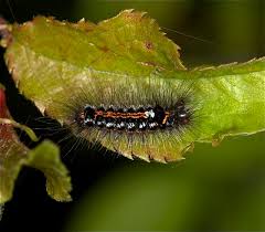 Attēlu rezultāti vaicājumam “Euproctis similis”