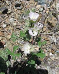 Attēlu rezultāti vaicājumam “Lycogala persicum sessile”
