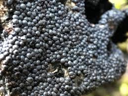 Attēlu rezultāti vaicājumam “Diderma spumarioides macro”